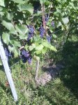 IMG_20170823_093531.jpg