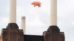 pig on the wing.jpeg