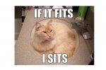 fits-sits-cat-03-625x450.jpg