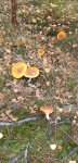 IMG-20191022-WA0004.jpg