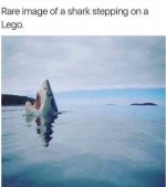 Hai Lego.jpg