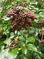 Fliederbeeren 08:21.jpeg