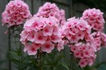 800px-Phlox_paniculata_flower[1].jpg