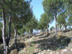 SANY0195.jpg