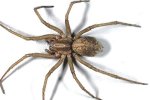 Hobo Spider.jpg