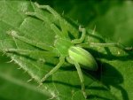 MZ00079-gruene-Huschspinne.jpg