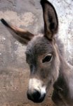 donkey1.jpg