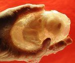 human-fetus-soap-bar1-300x250.jpg