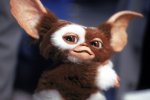 gizmo.jpeg