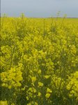 20150523_103722.jpg
