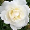 weiße-rose