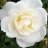 weiße-rose